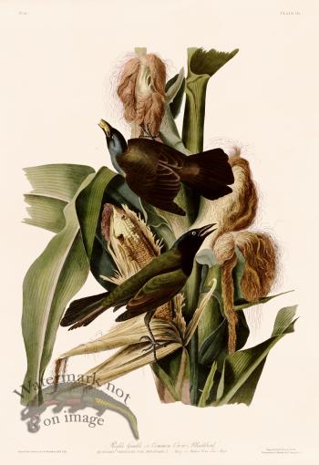 007 Purple Grakle or Common Crow